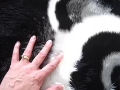 Walk On Me Faux Fur Super Soft Kids Panda Bear Rug Tufted With Non-slip Backing Area Rug -Children Furniture Store GUEST 7559b273 9258 4170 8aea 9f3a2c03ffb7